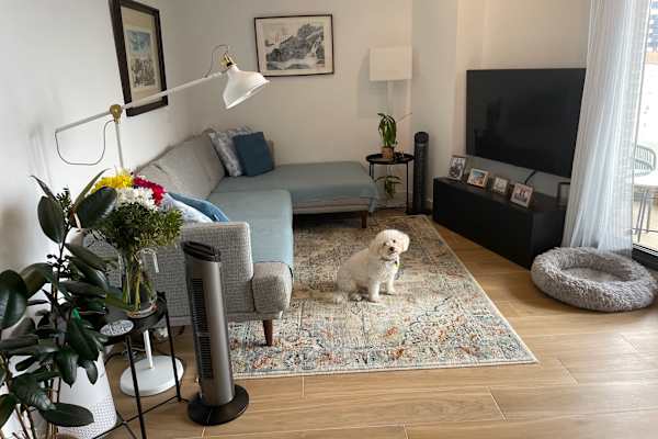 House sit in Madrid, Spain