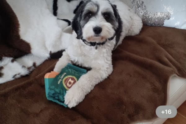 House sit in Brighton, SA, Australia