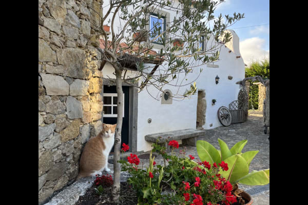 House sit in Mafra, Portugal