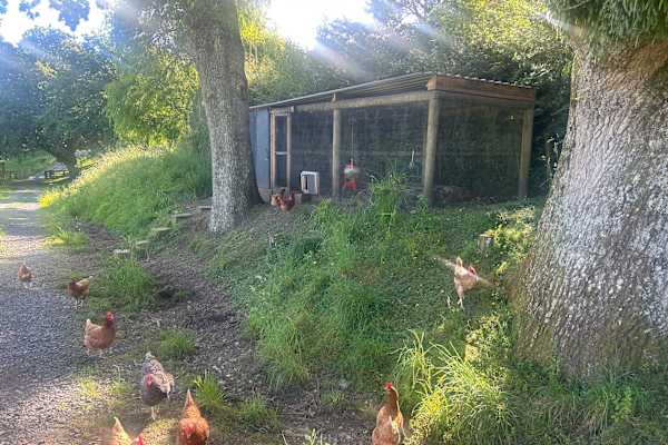 House sit in Maungaturoto, New Zealand