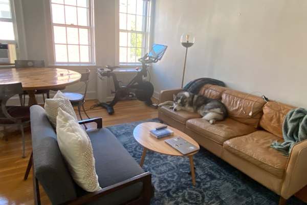 House sit in Cambridge, MA, US
