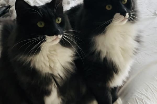 House sit in Lorton, VA, US