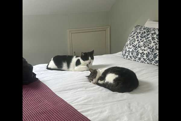 House sit in St Albans, United Kingdom