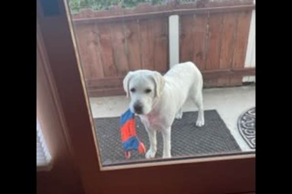 House sit in Santa Barbara, CA, US