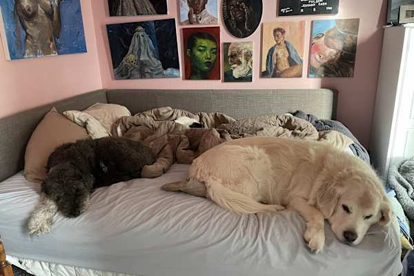 House sit in San Anselmo, CA, US