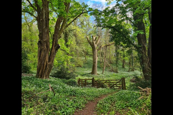 House sit in Congresbury, United Kingdom