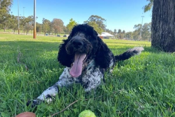 House sit in Ocean Reef, WA, Australia