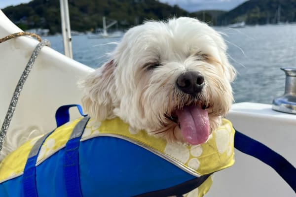 House sit in Sydney, NSW, Australia