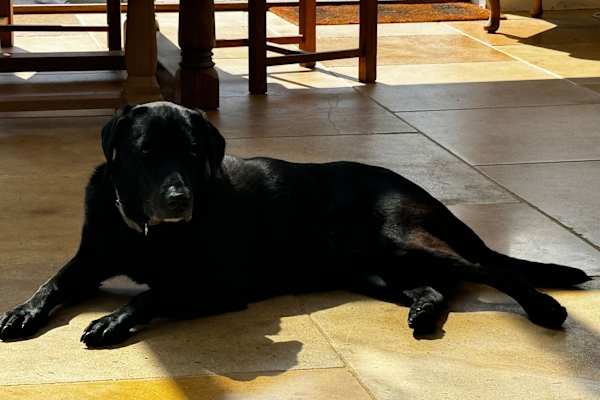 House sit in Carterton, United Kingdom