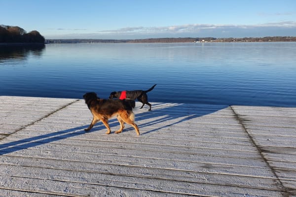 House sit in Flensburg, Germany