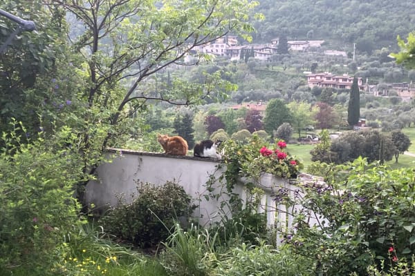 House sit in Brescia, Italy