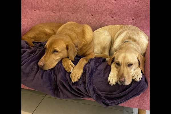 House sit in Woking, United Kingdom
