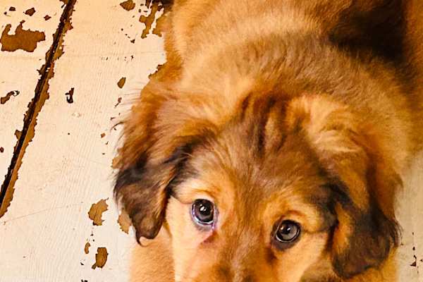 House sit in Norwich, United Kingdom