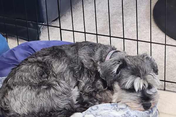 House sit in Nanaimo, BC, Canada