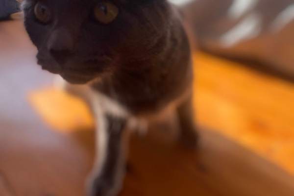 House sit in Dungog, NSW, Australia