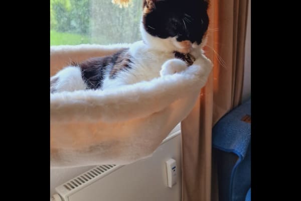 House sit in Gießen, Germany