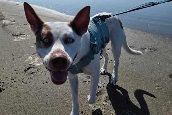 House sit in Long Beach, WA, US