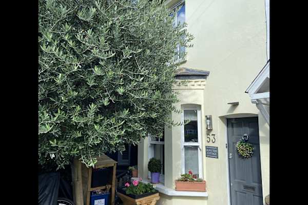 House sit in London, United Kingdom