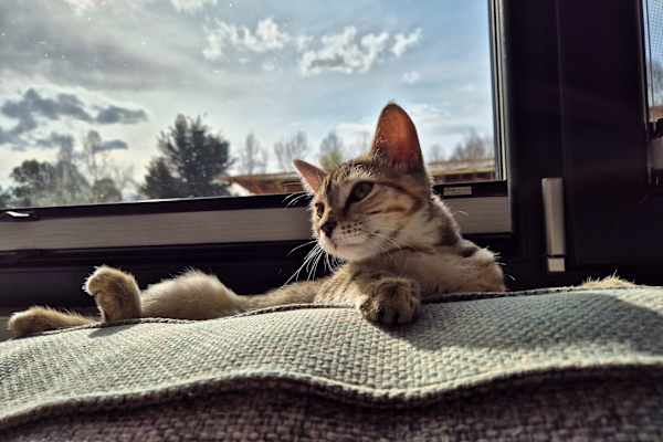 House sit in Porepunkah, VIC, Australia