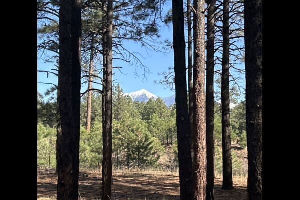 House sit in Flagstaff, AZ, US