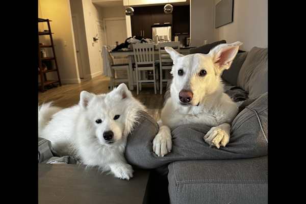 House sit in South Miami, FL, US