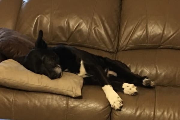 House sit in Melbourne, VIC, Australia