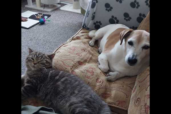 House sit in Lowestoft, United Kingdom