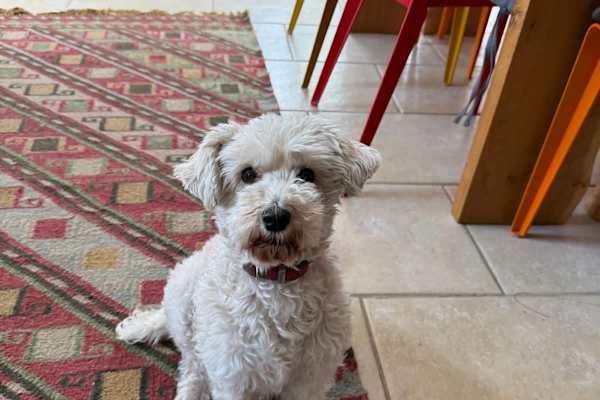 House sit in Hadleigh, United Kingdom