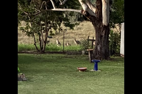 House sit in Ipswich, QLD, Australia