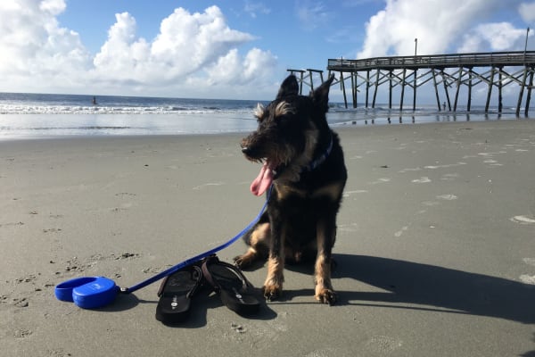 House sit in Myrtle Beach, SC, US