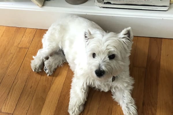 House sit in Vineyard Haven, MA, US