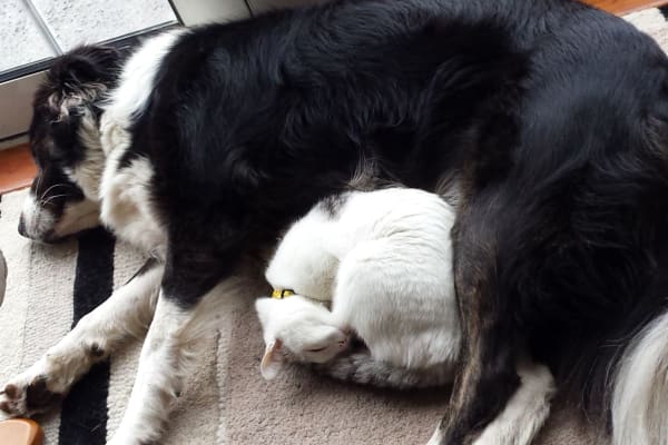 House sit in Beetley, United Kingdom