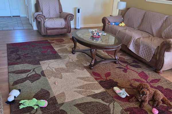 House sit in Montrose, CO, US