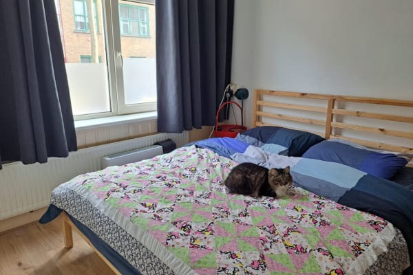 House sit in Rotterdam, Netherlands