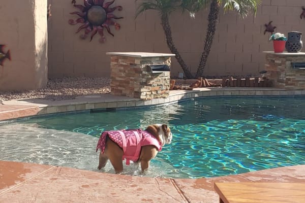 House sit in Phoenix, AZ, US