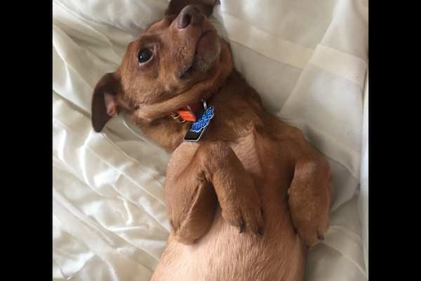 House sit in Beverly Hills, CA, US