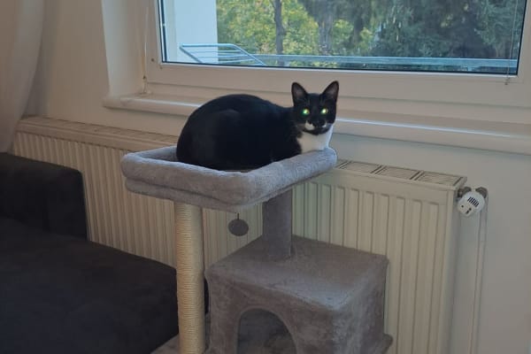 House sit in Vienna, Austria