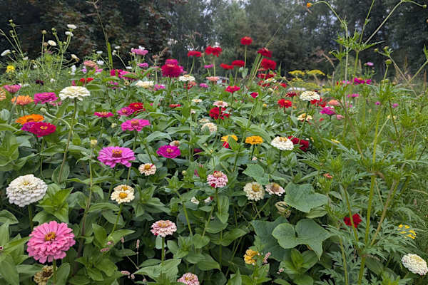 House sit in Kelowna, BC, Canada