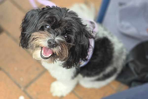 House sit in Brisbane, QLD, Australia