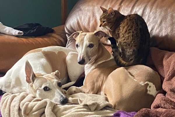 House sit in Dursley, United Kingdom