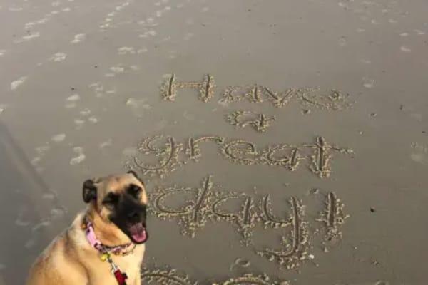 House sit in Gold Coast, QLD, Australia