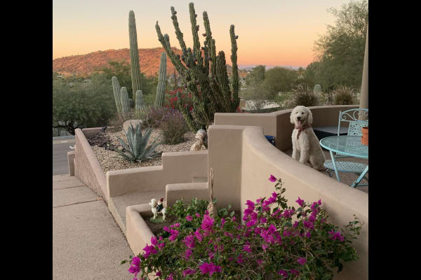 House sit in Phoenix, AZ, US
