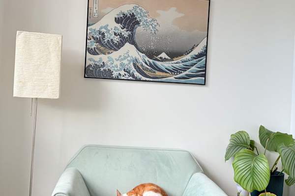 House sit in Amsterdam, Netherlands