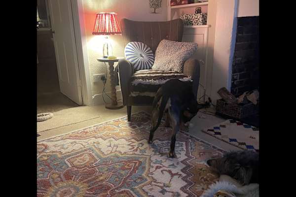 House sit in Chilmark, United Kingdom