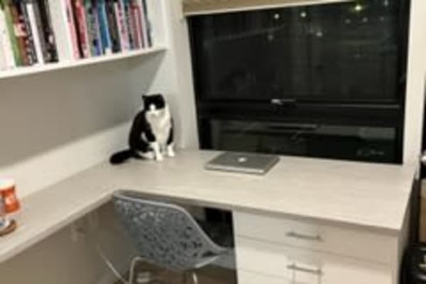 House sit in Boston, MA, US