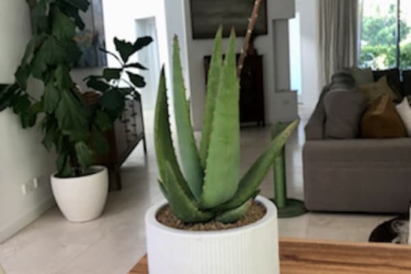 House sit in Claremont, WA, Australia