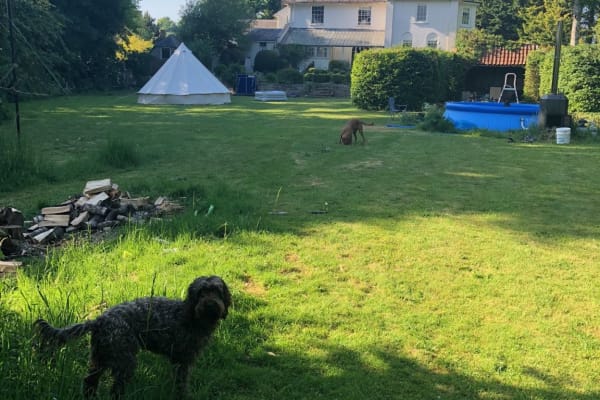 House sit in Codford Saint Peter, United Kingdom