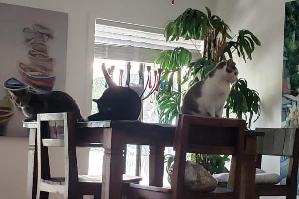 House sit in Melbourne, FL, US