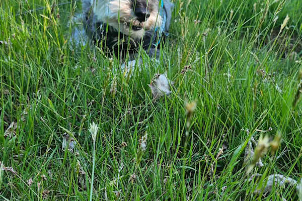 House sit in Exeter, United Kingdom