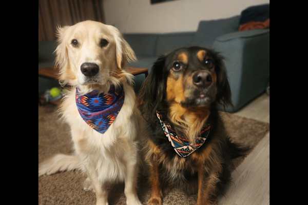 House sit in Seoul, South Korea